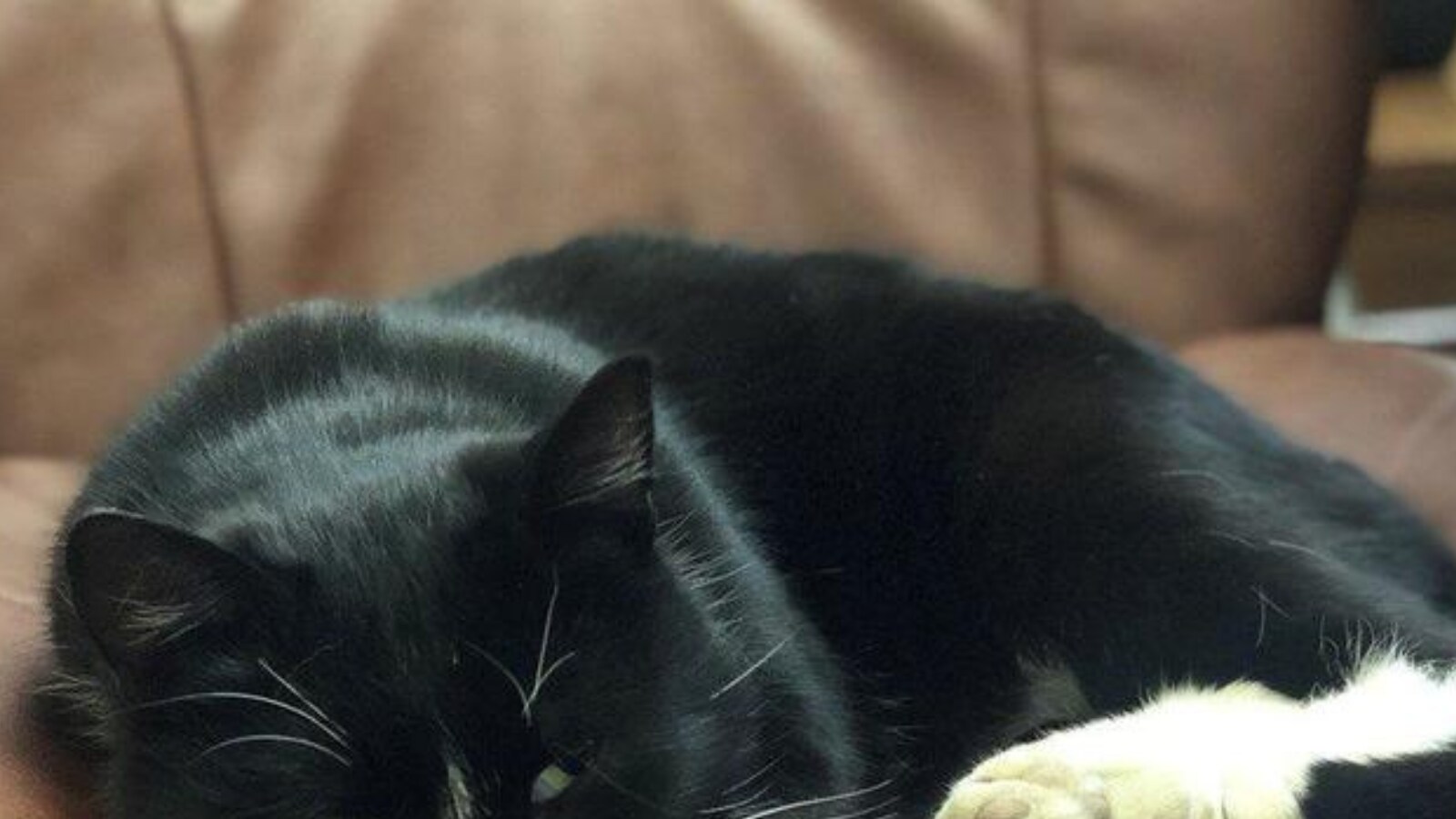 Ukraine Crisis International Cat Federation Bans Russian Felines from