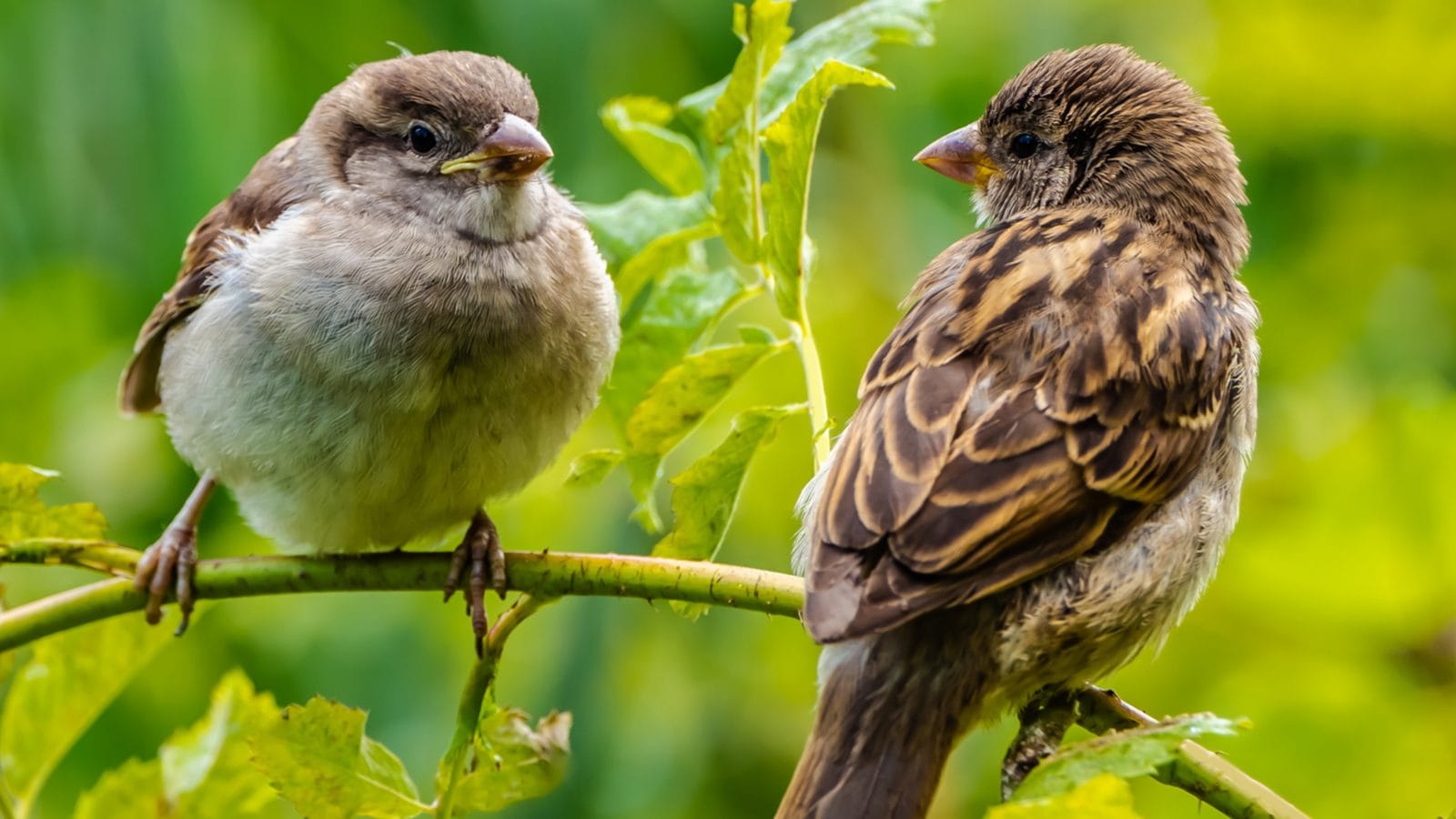 World Sparrow Day 2022: Date, Theme and Significance