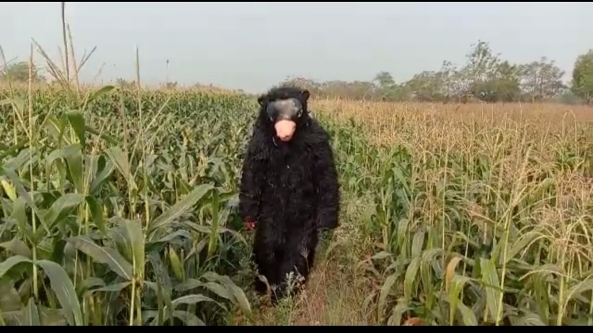 No Monkey Business: These Telangana Farmers Have 'Hired' a Tiger and a Bear to Protect Their Crops