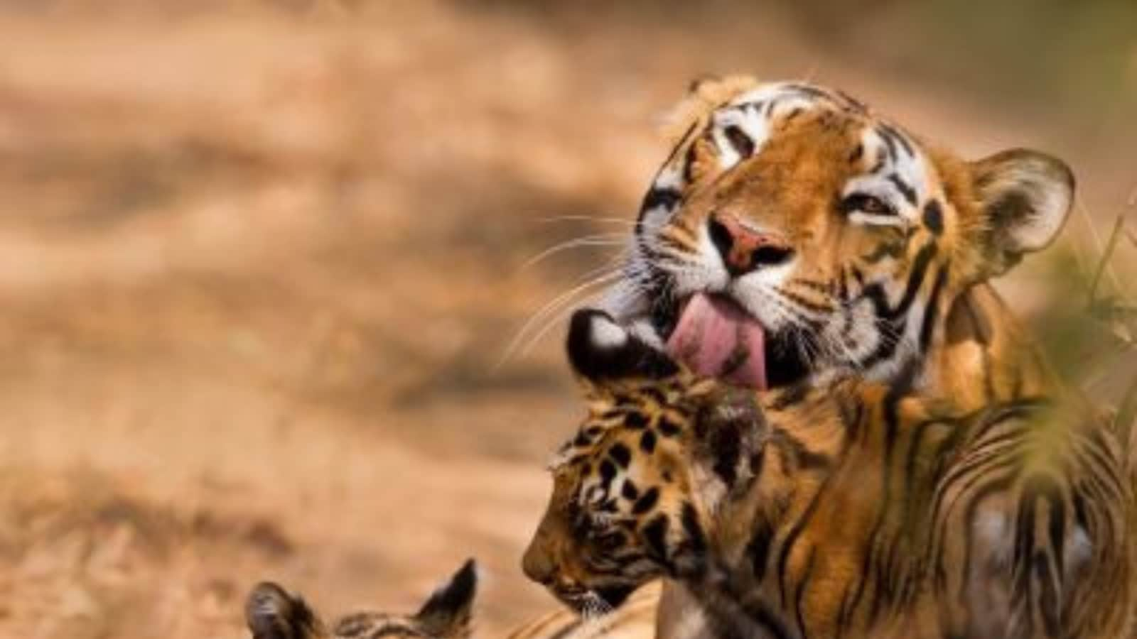 The Royal Bengal Tiger has 21 Unique Facts Which You Must Know