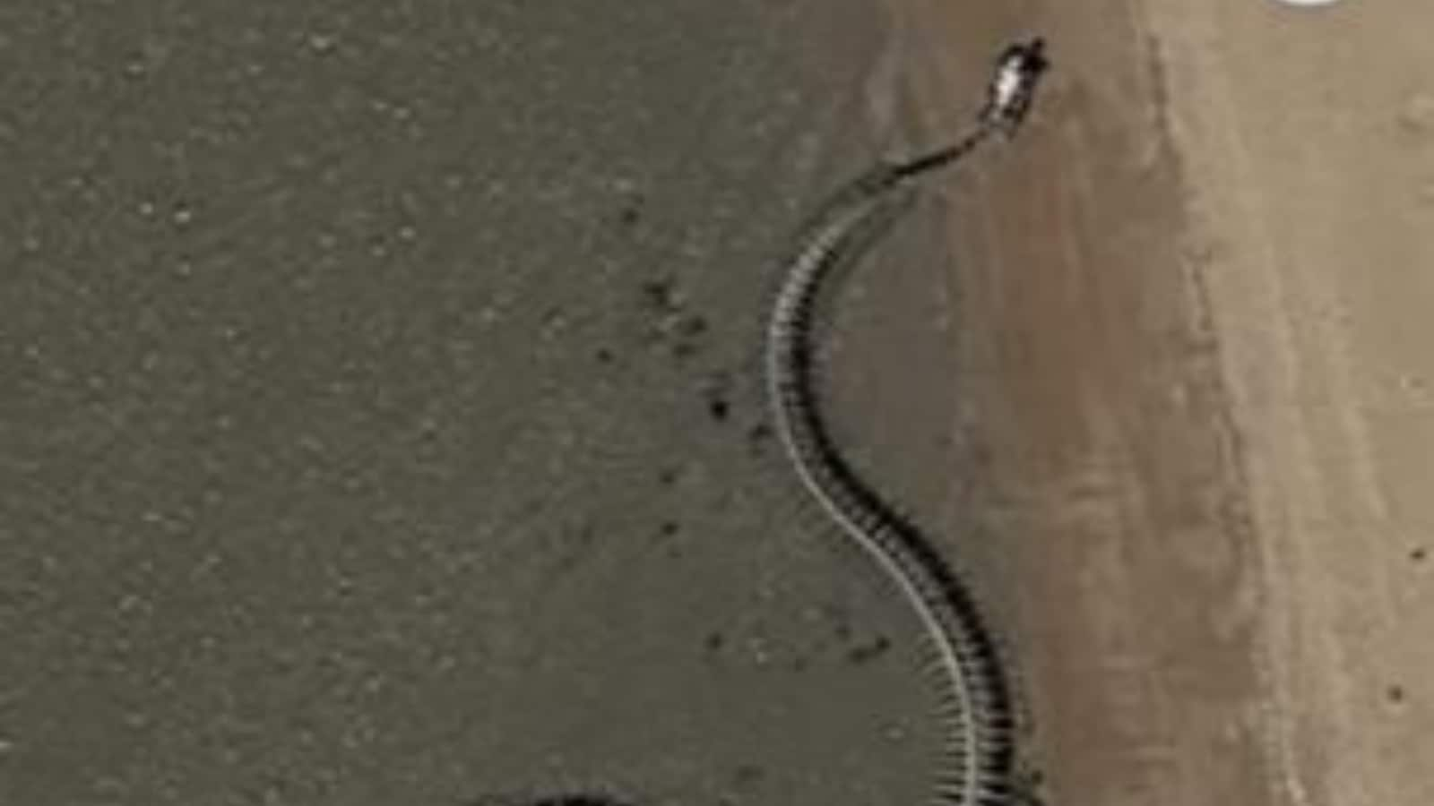 Esqueleto gigante de cobra encontrado no Google Maps gera polêmica