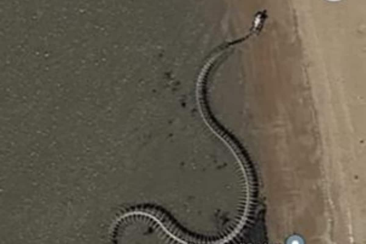 Viral Video: Giant Snake Skeleton Spotted in France on Google Maps. Is It  Real? Watch.