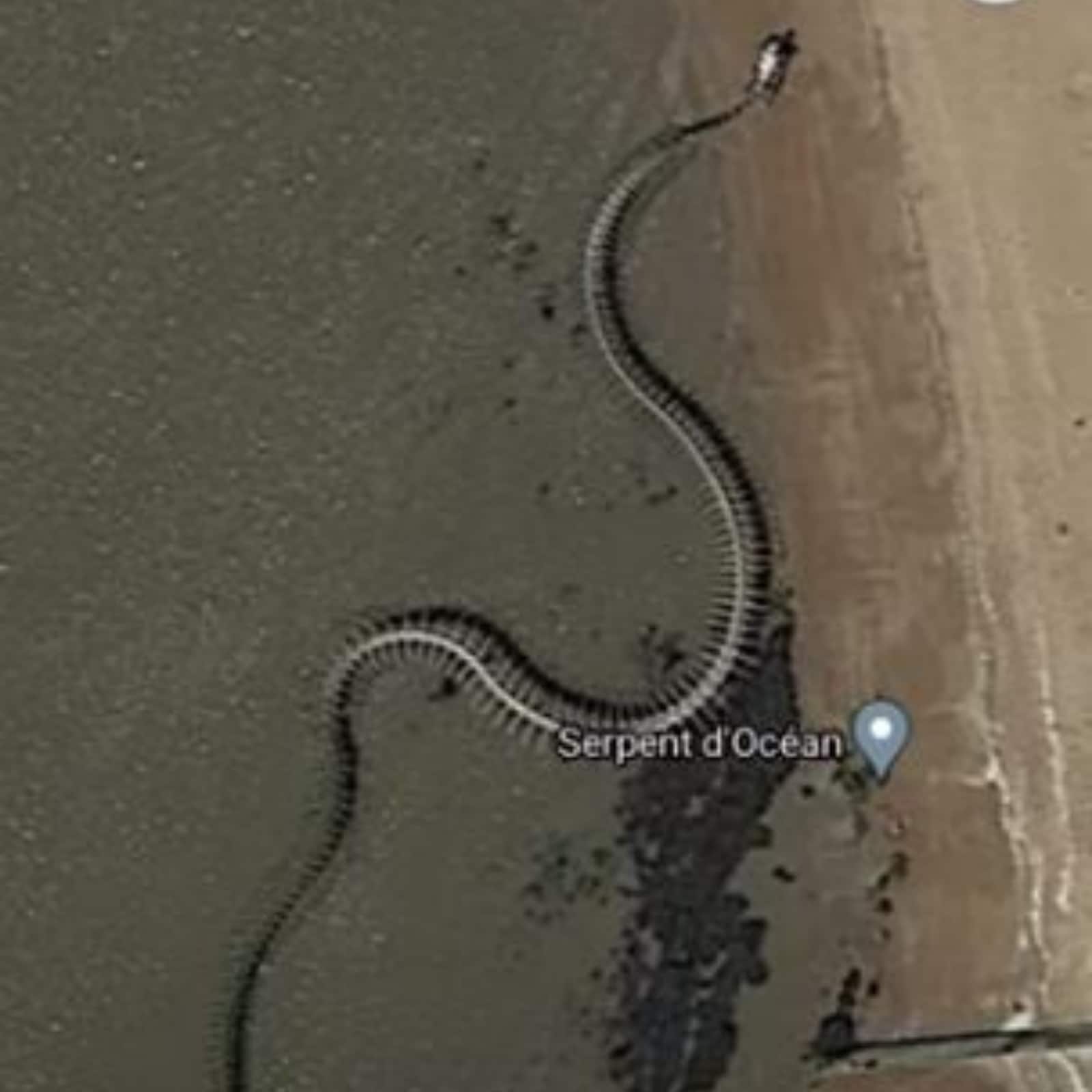 Google Maps: esqueleto gigante de cobra é achado e gera polêmica, Bichos