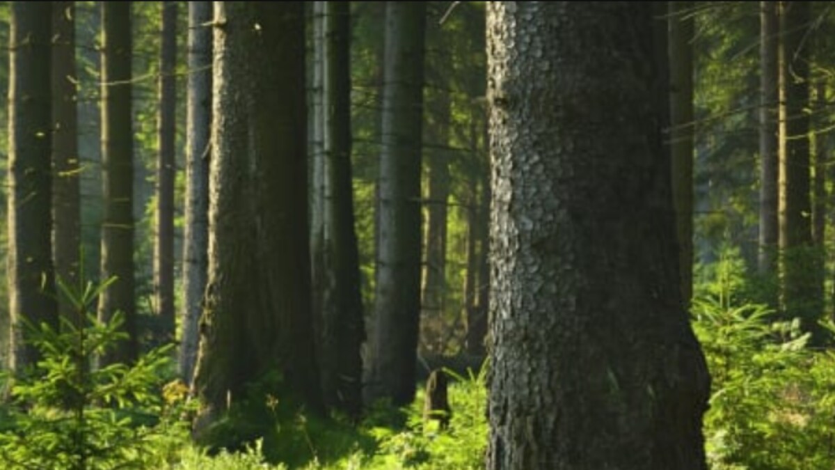 Over 2 Lakh Trees Illegally Chopped Down in Maharashtra in 4 Years; 48,000 Cases Filed