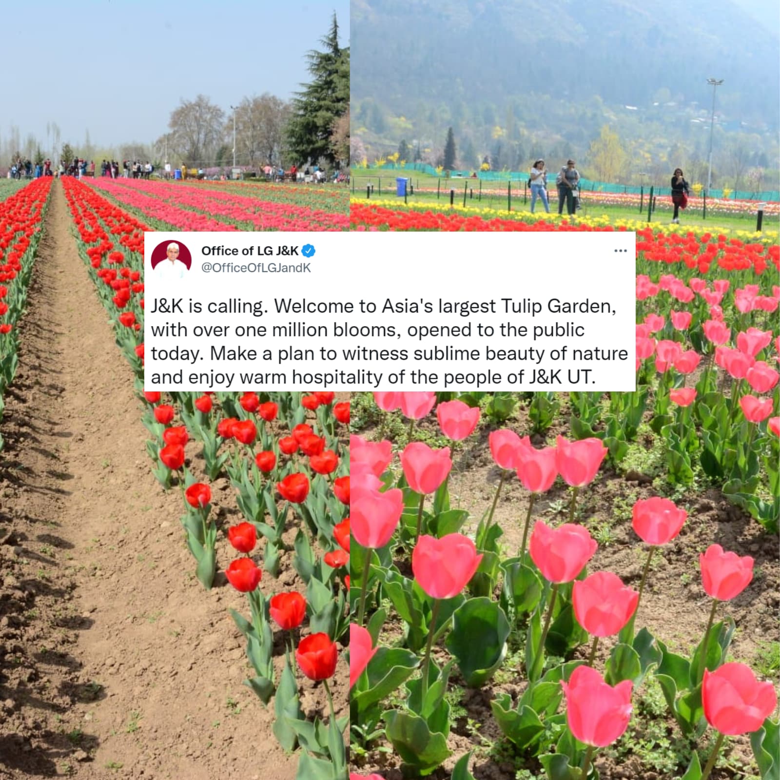 Tulip Flower Name In Marathi Language Best Flower Site