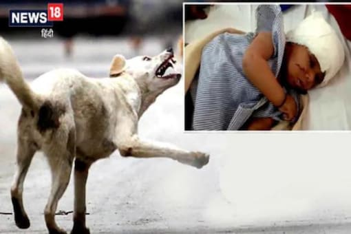 In Madhya Pradesh's Ujjain, One-Year-Old Girl Bitten By Stray Dogs; Condition Critical In Madhya Pradesh's Ujjain, One-Year-Old Girl Bitten By Stray Dogs; Condition Critical