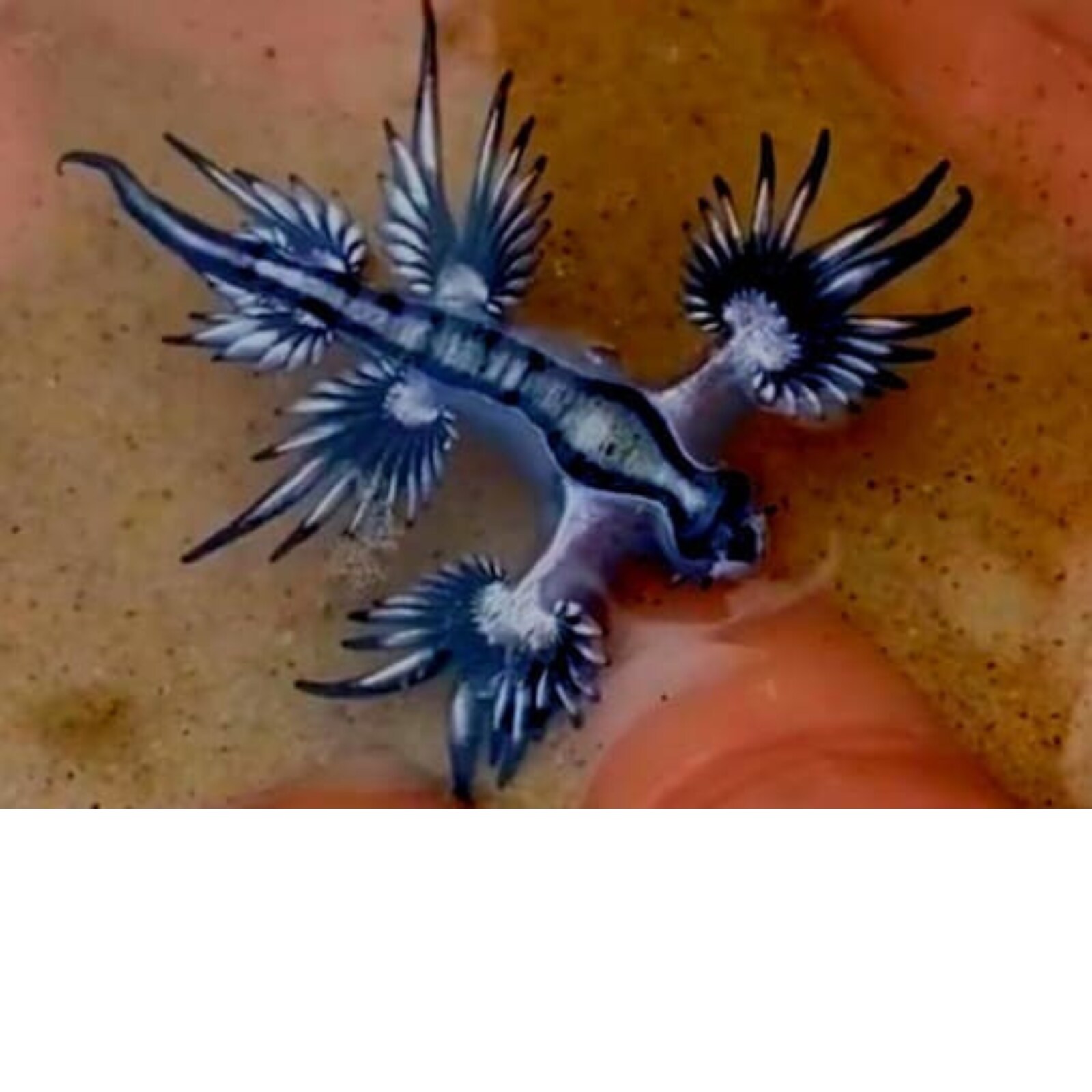 Austrian Man Seen Giving 'Kiss of Death' to Poisonous Sea Slug in Video Austrian Man Seen Giving 'Kiss of Death' to Poisonous Sea Slug in Video