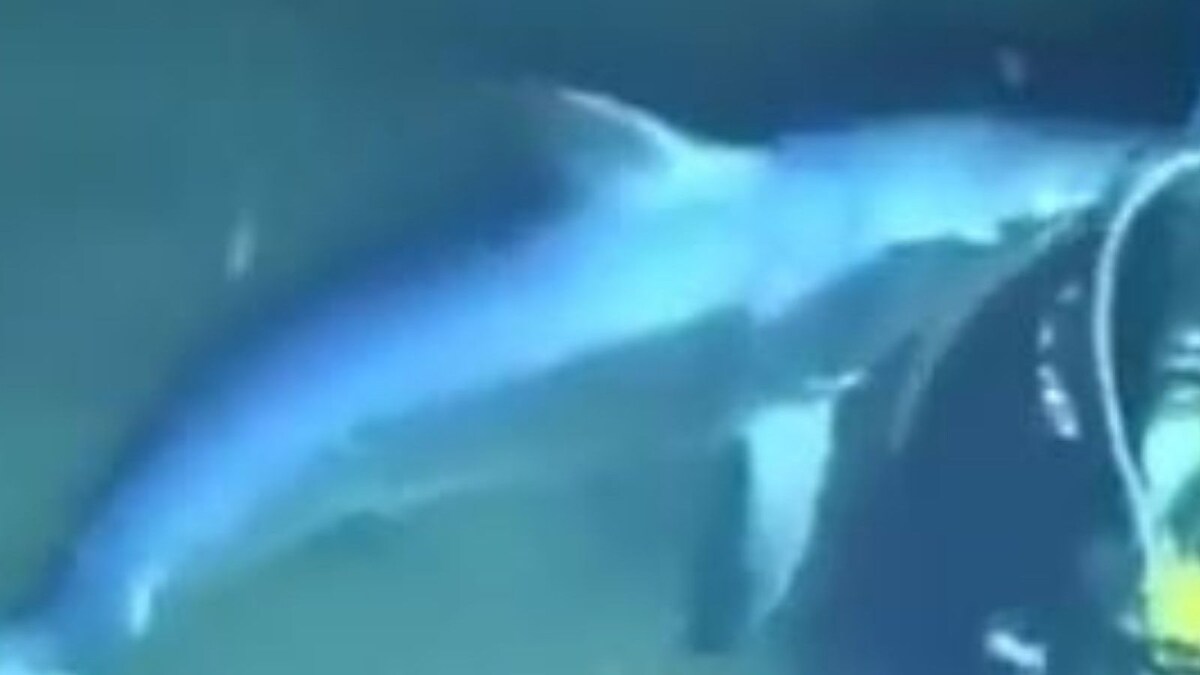 Video of a Swordfish Attacking Deepsea Diver Goes Viral News18