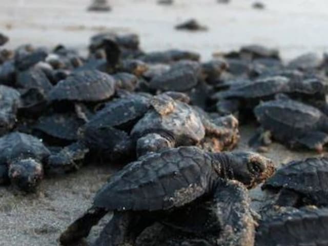 Massive spawning of the rare species of Olive Ridley turtles has begun at the mouth of the Rishikulia in Ganjam district.  (Photo: Reuters/representational)