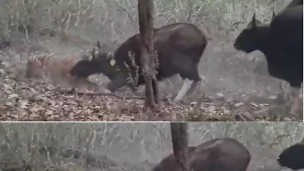 In Viral Video, Small Group of Buffaloes Leaves a Younger One at Tiger's Mercy