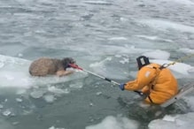 Video: Dog Stranded in US on Floating Ice Chunk in Frozen River Rescued