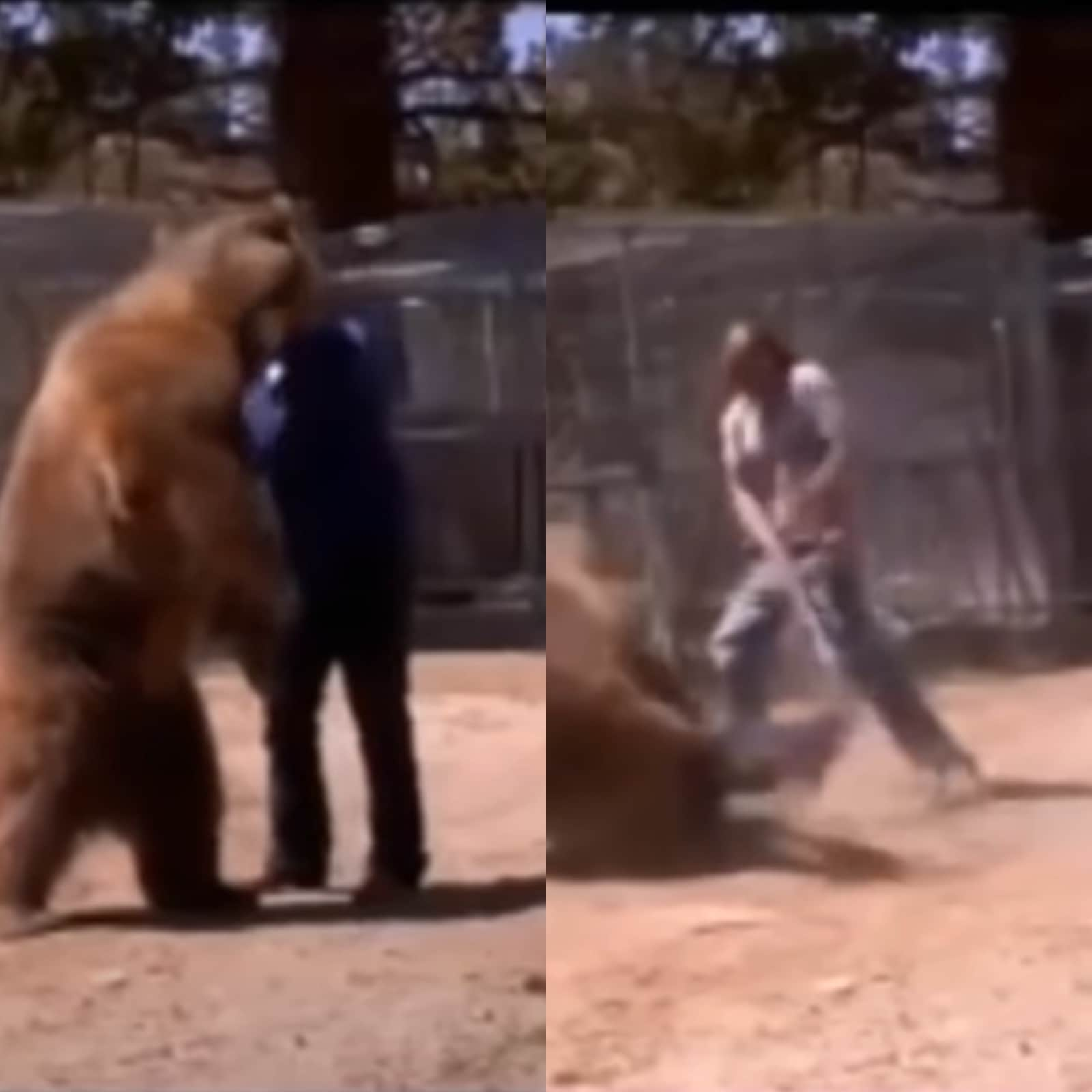 Bear Mauls Trainer to Death During Stunt, Horrifying Video