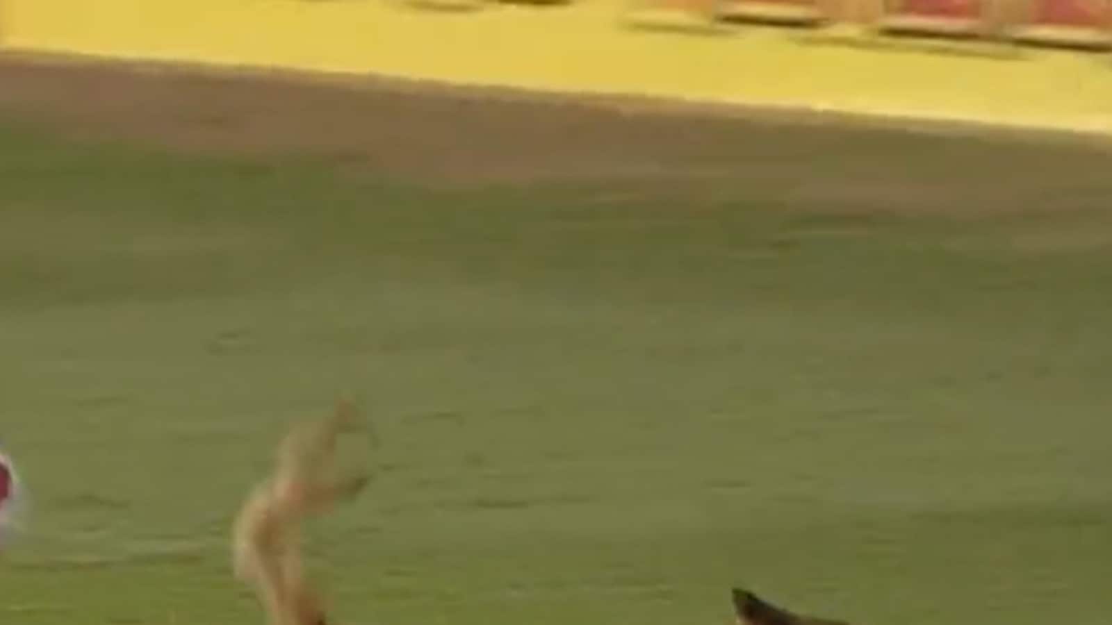 Watch this dog chase a player around a pitch in Brazil