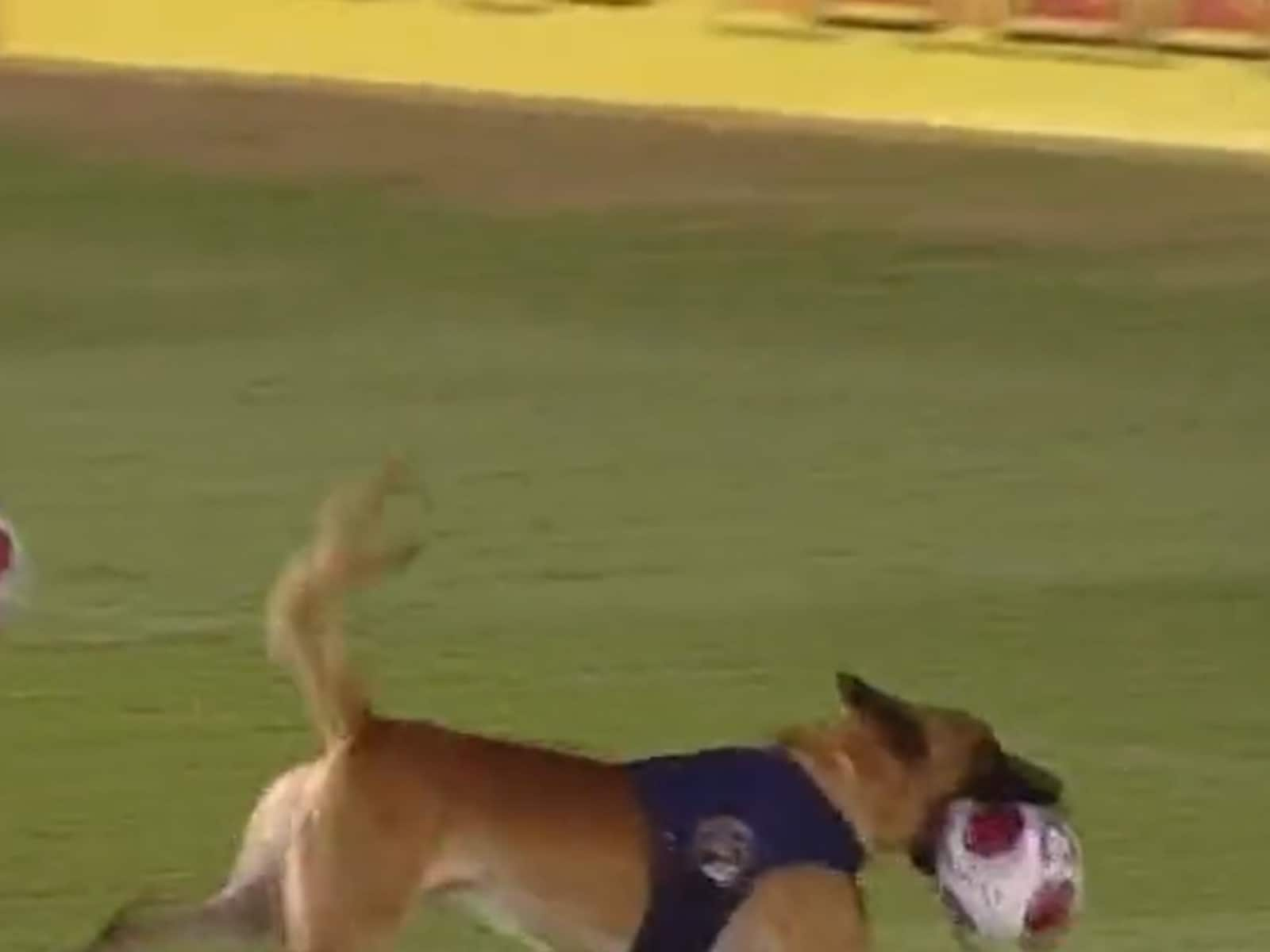 Footballer bitten by police dog during match then taken to