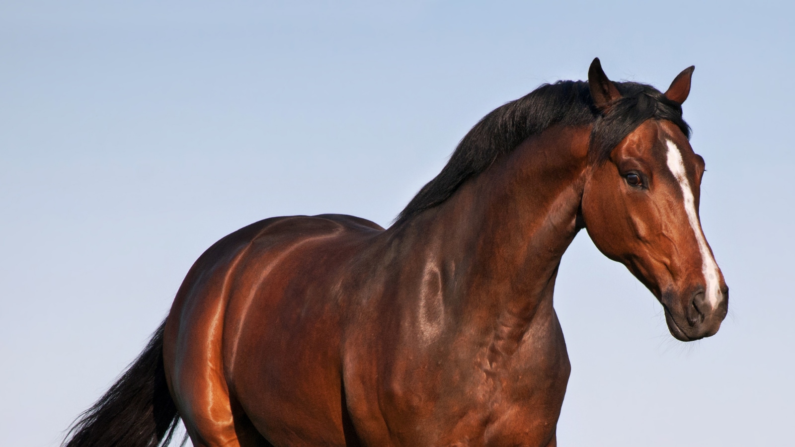 Punjab Man Buys 'Black' Horse for Rs 23 Lakh, Left Shocked at its