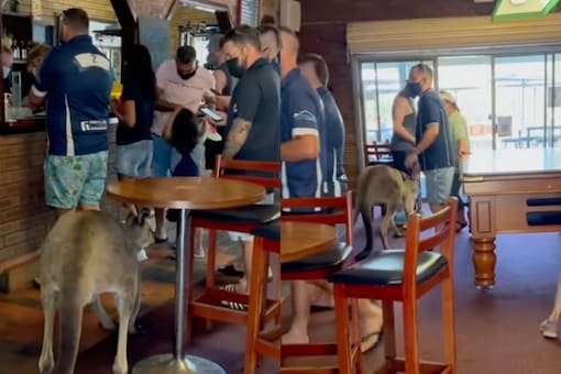 Kangaroo Casually Walks Into a Bar In Australia. (Image: Instagram/australian.animals)