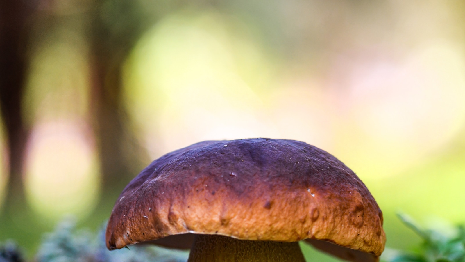 Eating More Mushrooms May be Good for Your Gut Health, Show Studies