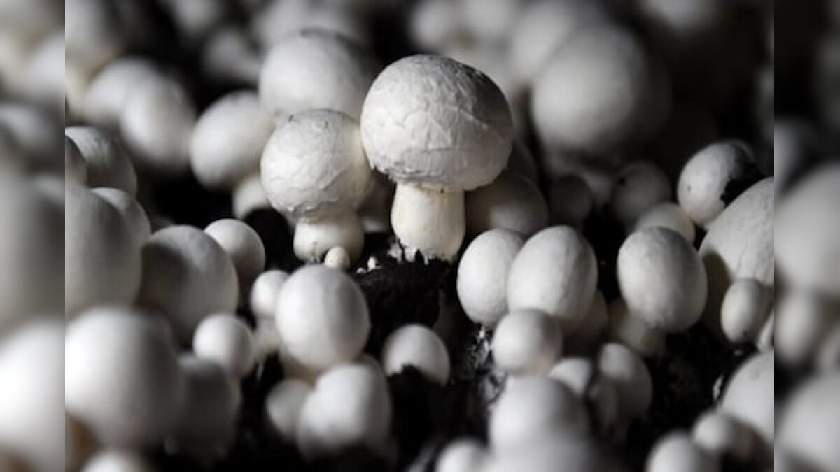 Mushrooms Can ‘Talk’ to Each Other, Have 50word Vocabulary, Says