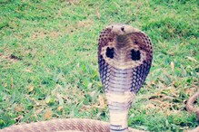 WATCH: 'Nagin Dance' with Cobra at Odisha Wedding Procession Lands 5 in Jail