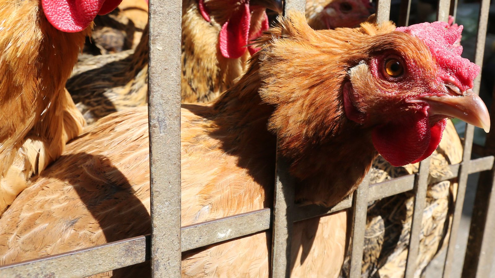 Worst Ever Bird Flu Crisis in Europe Raises Risks for Next Season, Says EU's Food Safety Agency