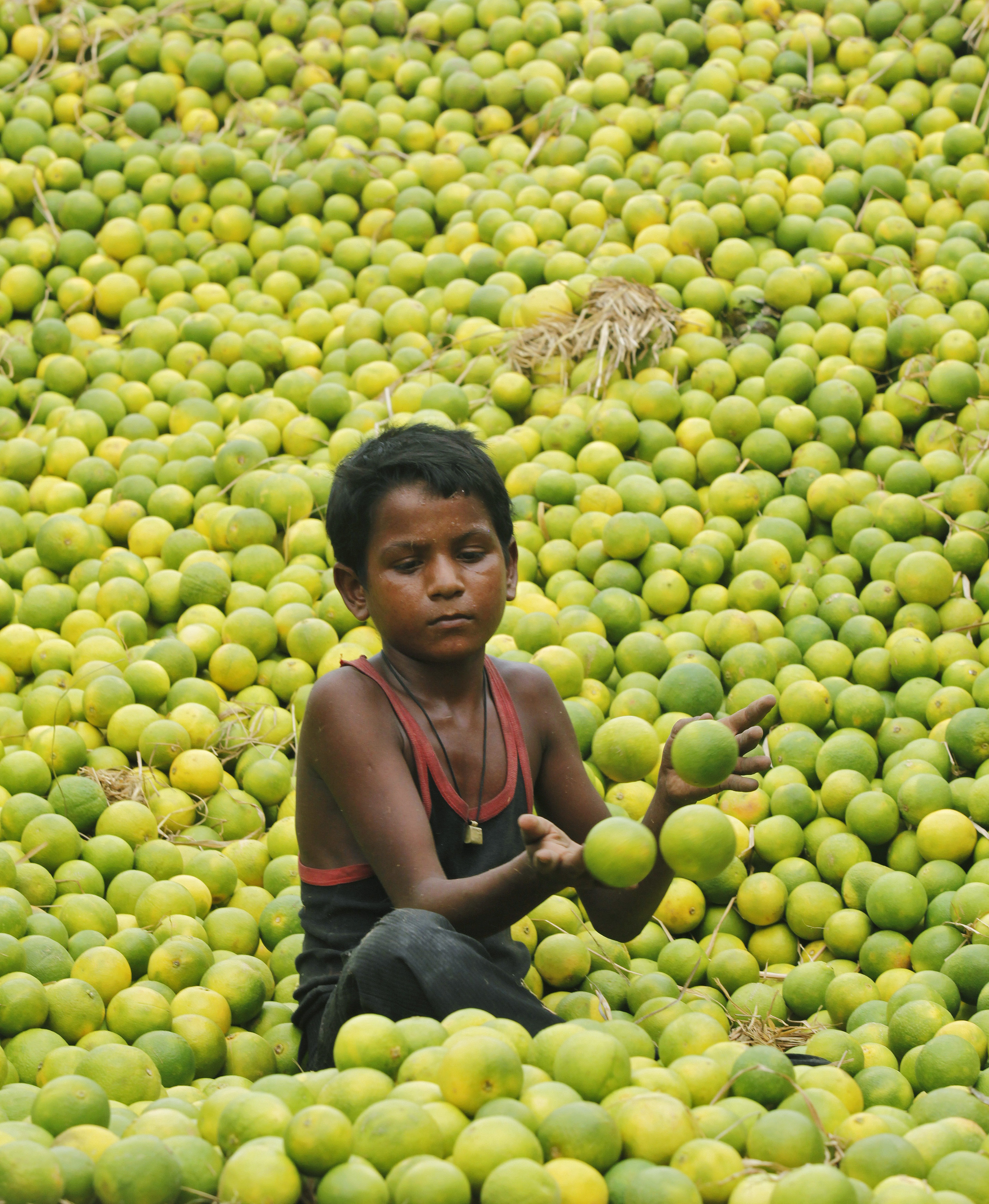 фрукты которые растут в индии