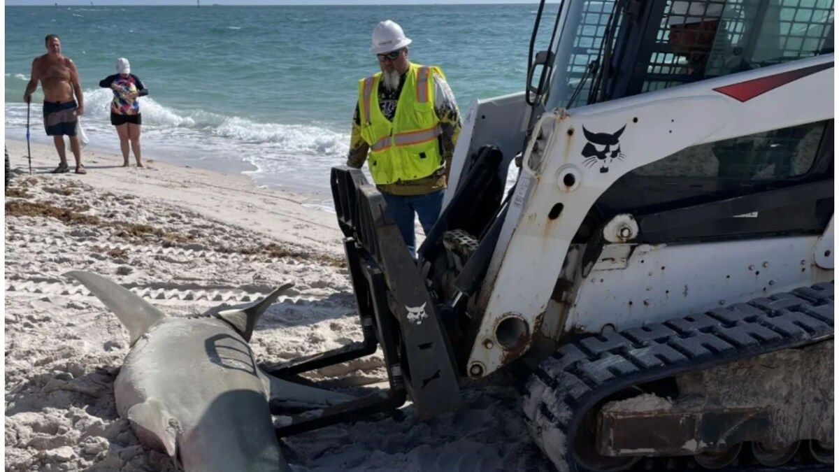 11Foot Hammerhead Shark Washes Up On Florida Beach, Scientist Reveals