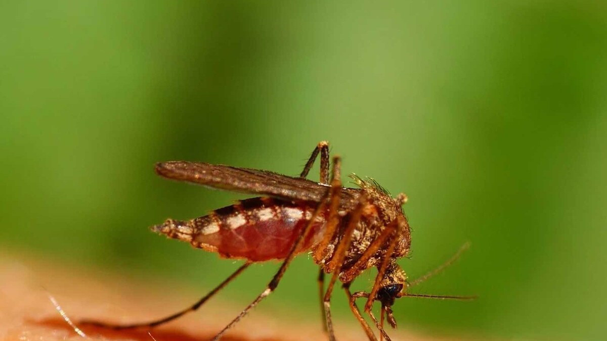 How To Protect Your Child From Mosquitoes This Season? Follow These ...