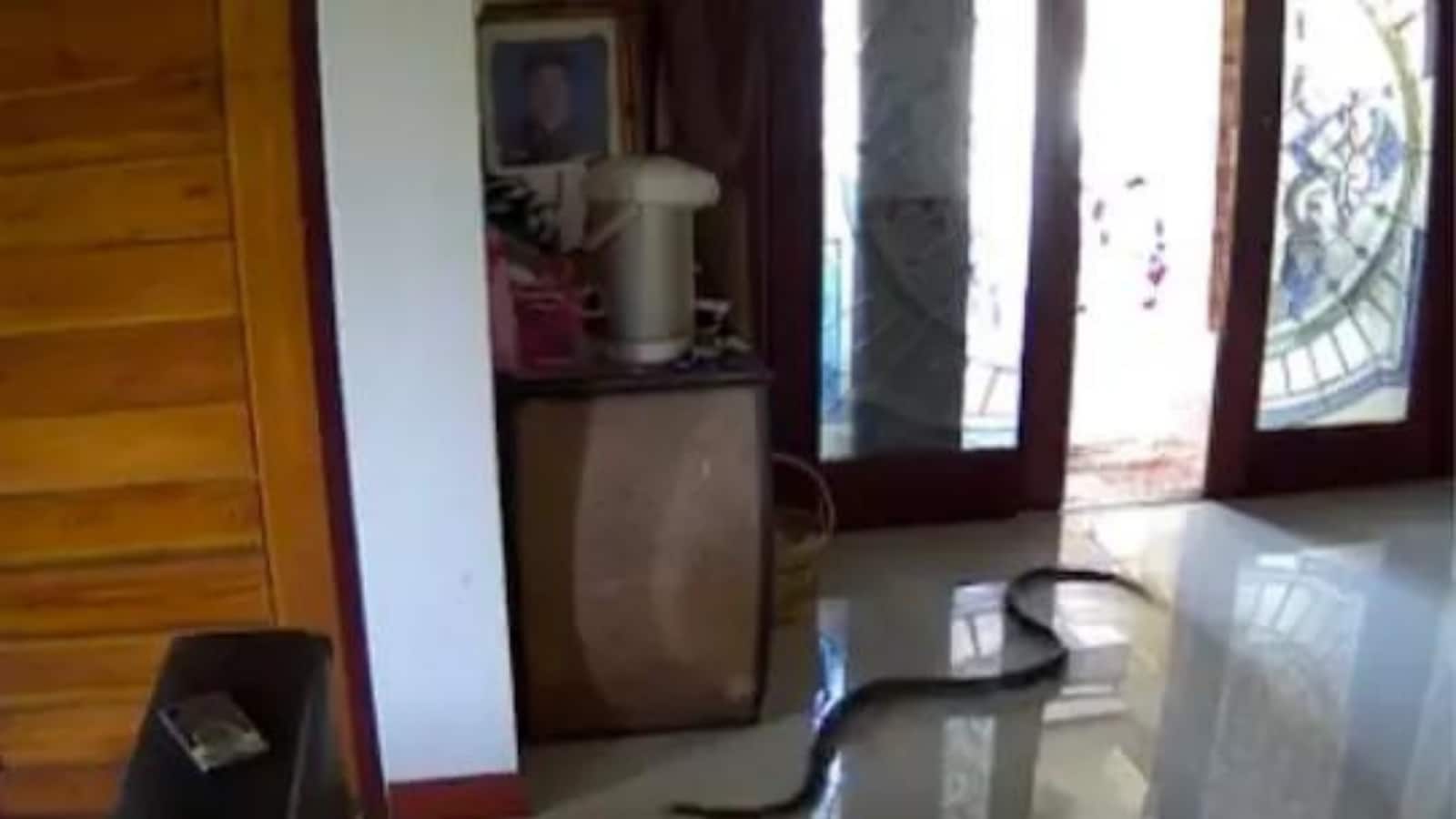 Viral Video Shows Giant Snake Entering the House and Vanishing Quickly ...