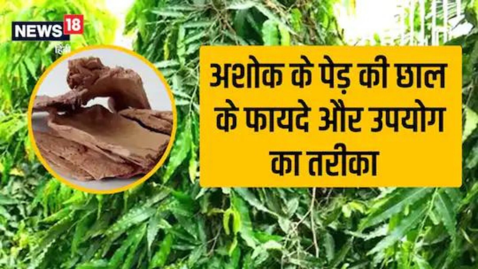 From Skin Issues to Menstrual Pain, Ashoka Tree Bark is Solution to Everything