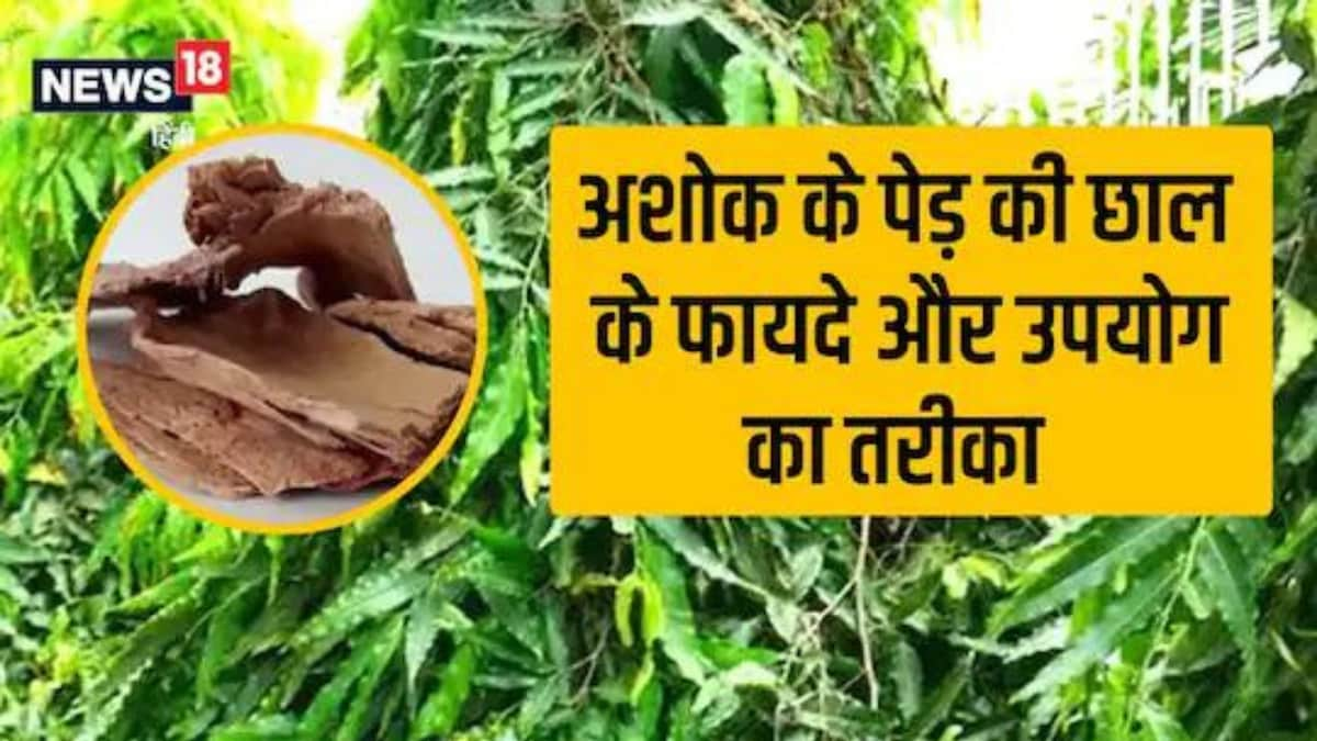 From Skin Issues to Menstrual Pain, Ashoka Tree Bark is Solution to Everything