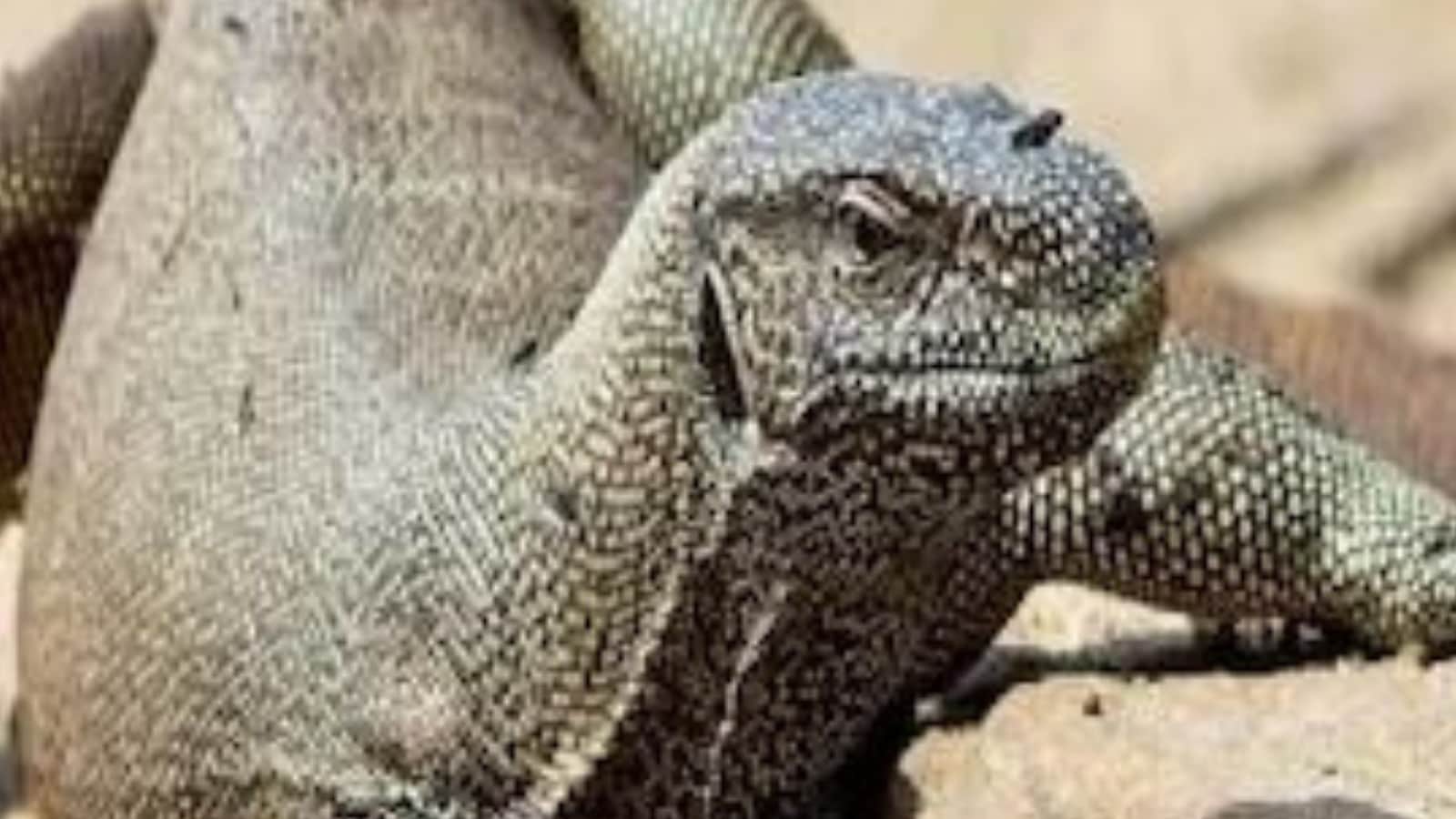 Four Men from Maharashtra Arrested for 'Gangraping' Bengal Monitor Lizard