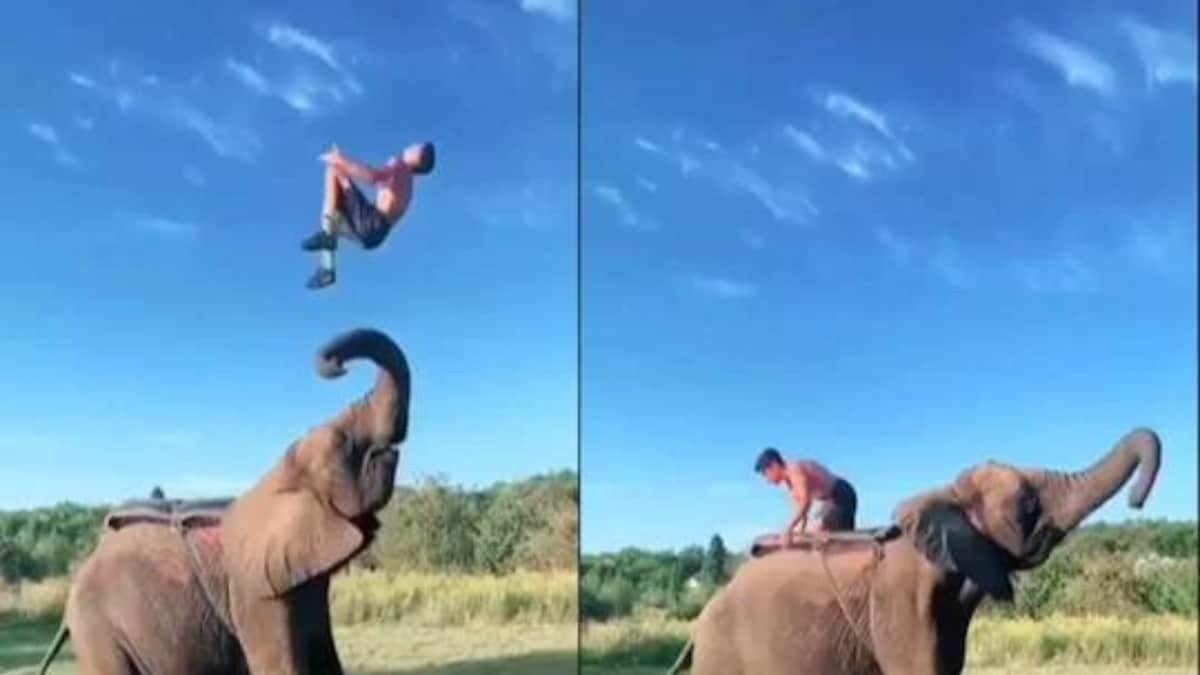 Man Backflips Off Elephant Trunk to Land on its Back, Video Wows Netizens