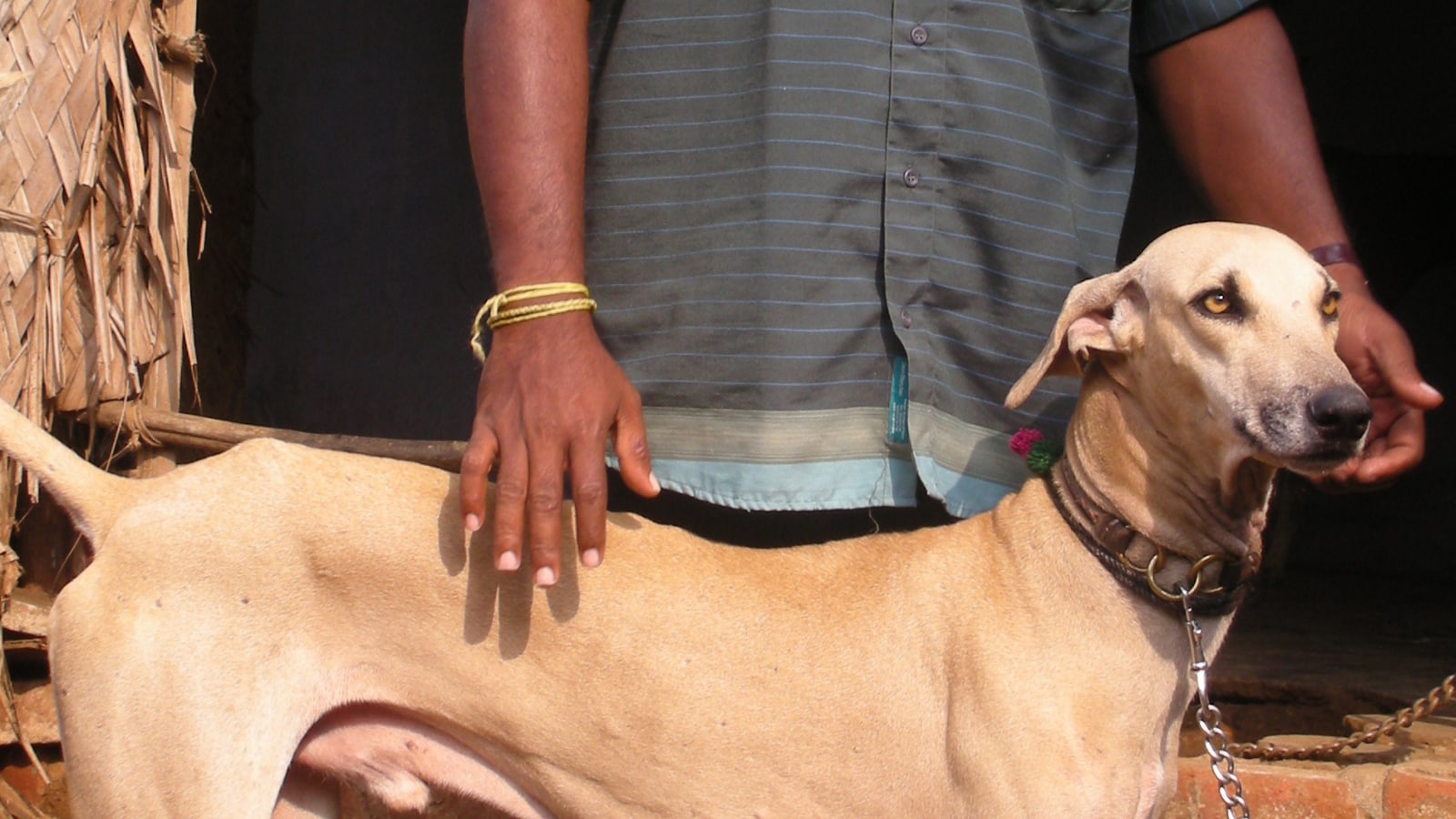 Rajapalayam store chippiparai dog