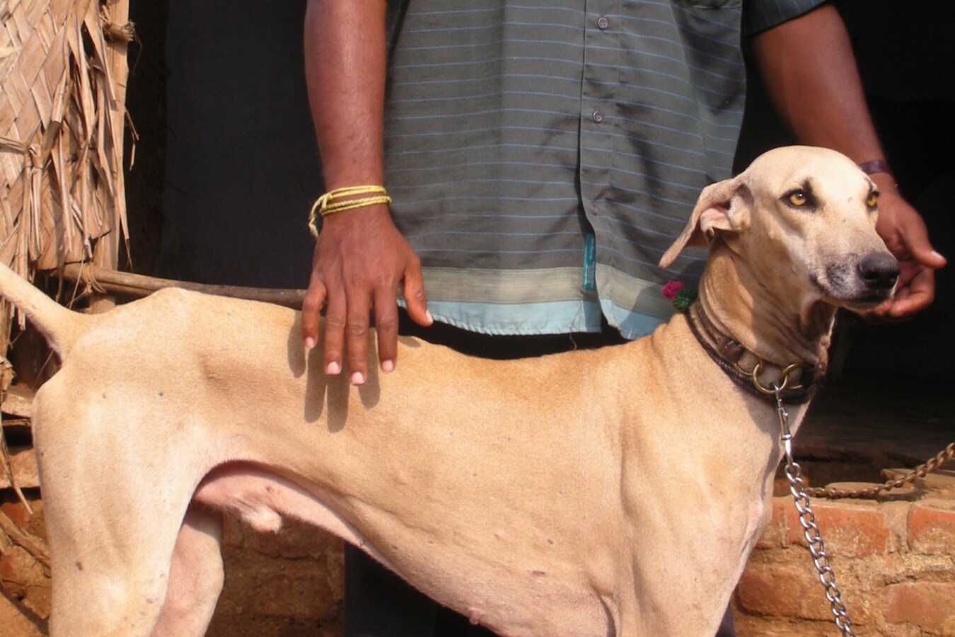 Can A Person Run Faster Than A Dog