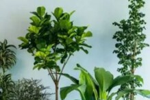 Do House Plants Really Purify Air and Reduce Indoor Pollution?