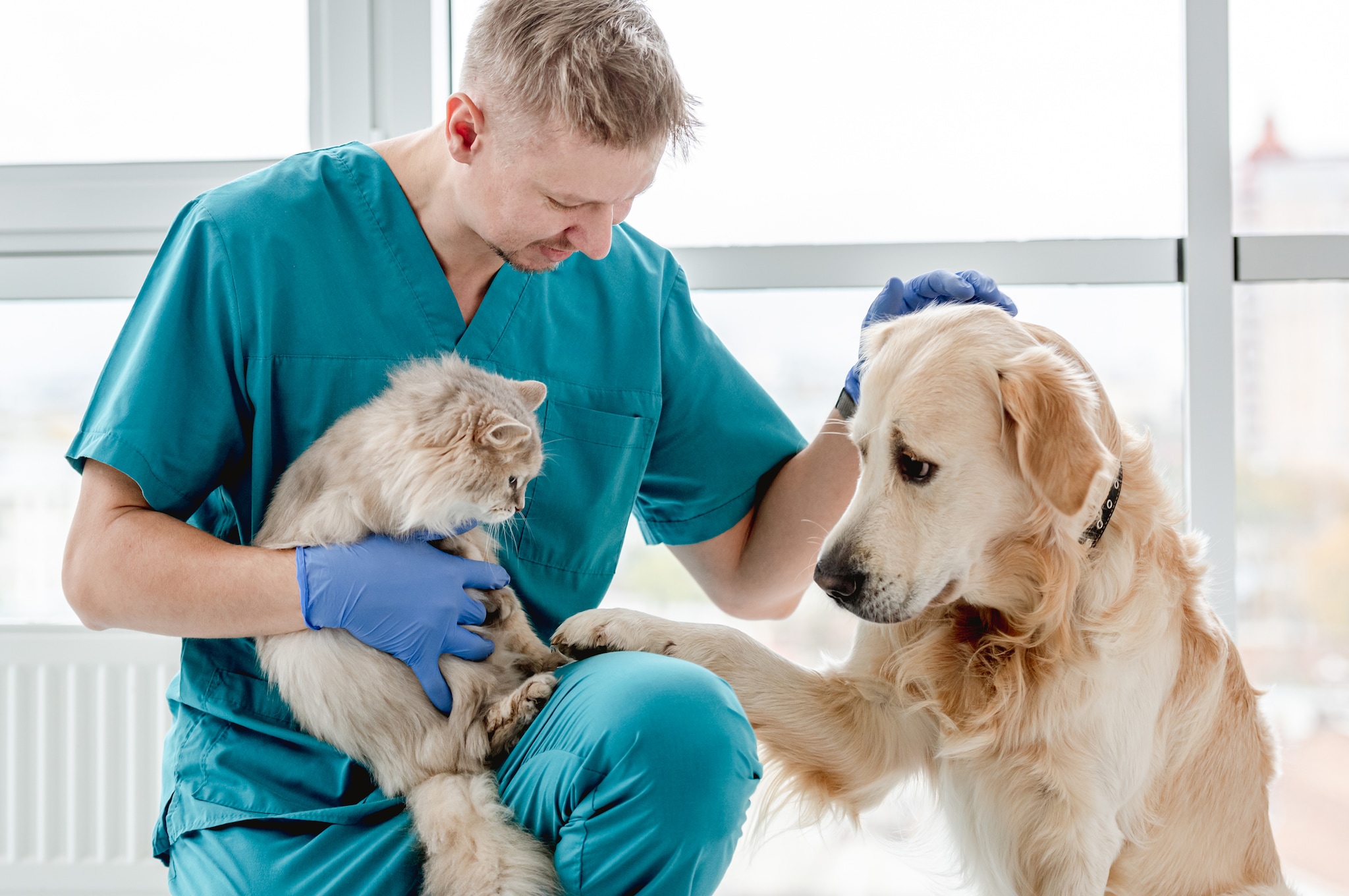 World Veterinary Day also teaches to be a responsible pet owner, being well informed about various aspects related to pet care.  (Representative image: Shutterstock)