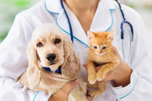 World Veterinary Day 2022: How to Celebrate the Day with Veterinarians World Veterinary Day 2022: How to Celebrate the Day with Veterinarians