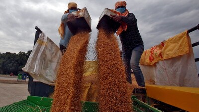 After Excess Rains, Record Heat Singes Farmers as India’s Wheat Harvest ...