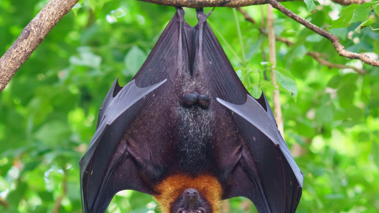 Read more about the article Covid-19 Poo Take a look at for Bats Would possibly Lend a hand Pandemic Tracking, Learn about