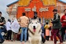 Noida Blogger Faces FIR After Taking Pet Dog to Kedarnath Temple, Internet Pours Support