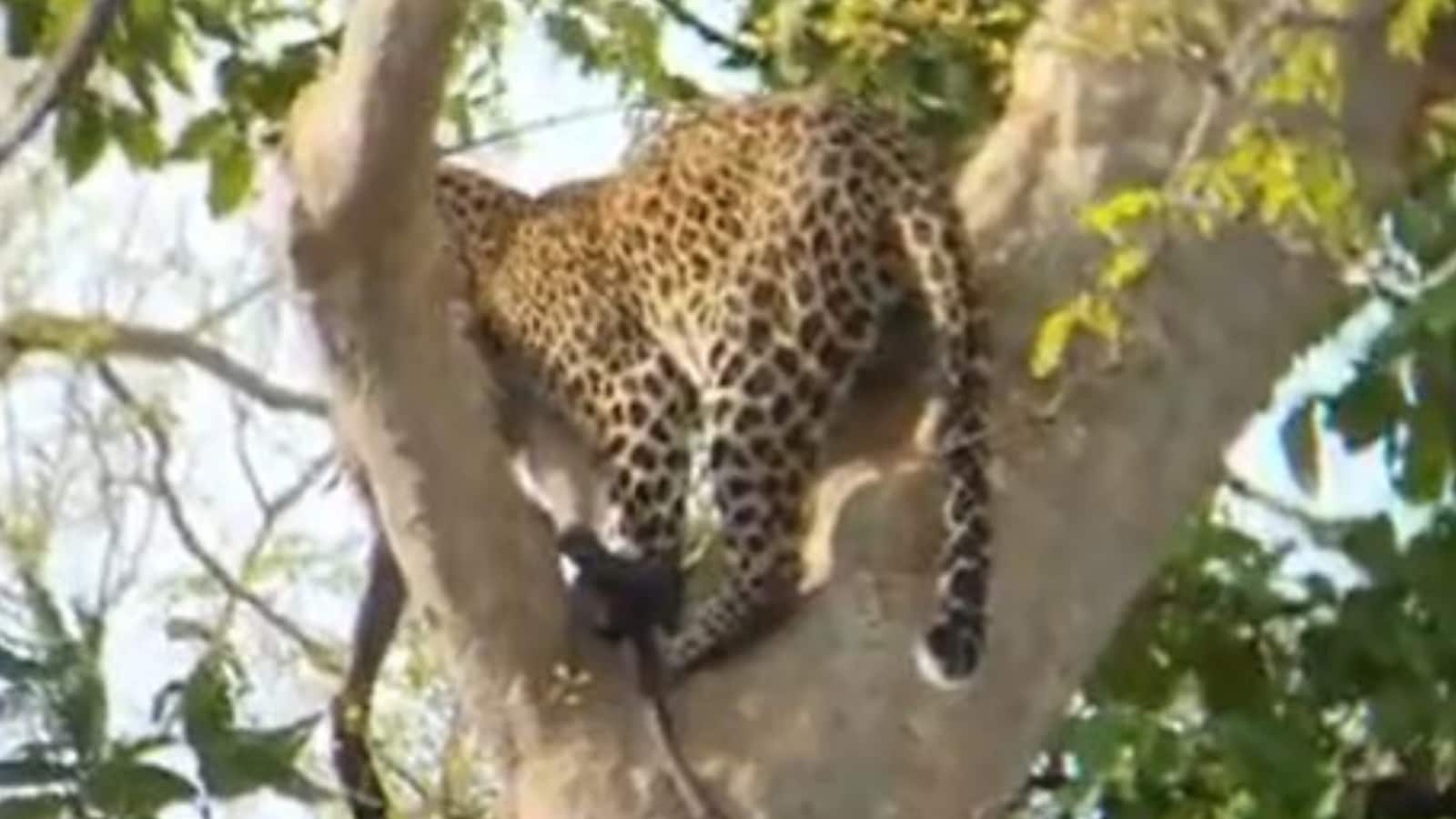 Leopard Strays Into Residential Space Close to Mumbai; 3 Injured in Assault