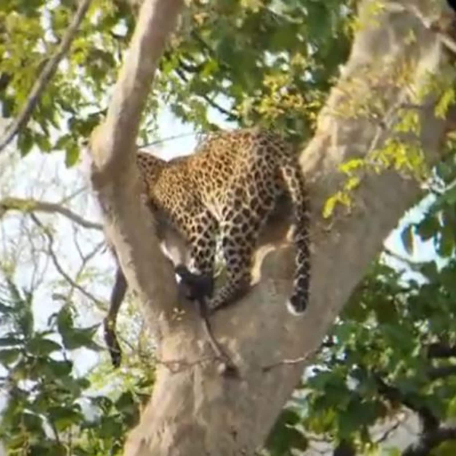 WATCH: Leopard Scales Tree to Hunt Down Monkey at MP's Panna Tiger Reserve