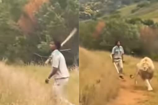 WATCH: Man Scares Away Lion With Just a Stick in Shocking Video WATCH: Man Scares Away Lion With Just a Stick in Shocking Video