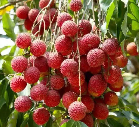 Thanks to Indian Railways, Now Mumbaikars Can Enjoy the Sweetness of