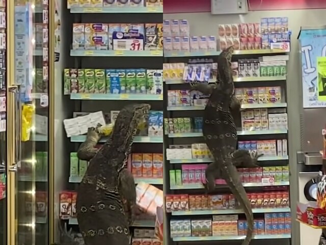 Giant Monitor Lizard Raids Thai Supermarket Staff Hide Behind Counters