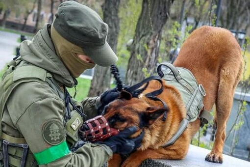 Russian Soldiers' Dog Max. (Image: Facebook)