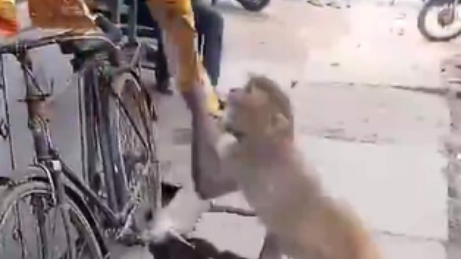 WATCH: Dog Helps Monkey Steal Chips, Netizens Awestruck by Unusual  Friendship
