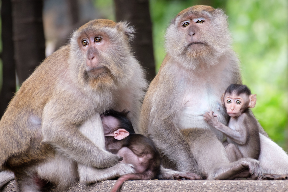 For the study, the team of researchers analysed the pictures of the hybrid monkey. (Representative image: Canva)