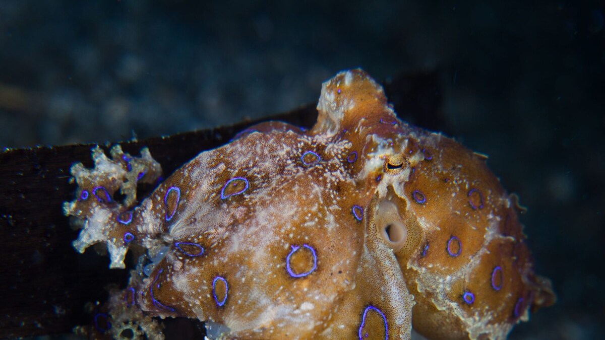 Female Octopuses Indulge in SelfDestruction After Mating, Study
