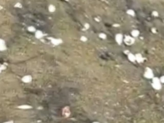 Wildlife activists, as well as forest officials, have expressed concern over washing away the eggs. (Image: News18)